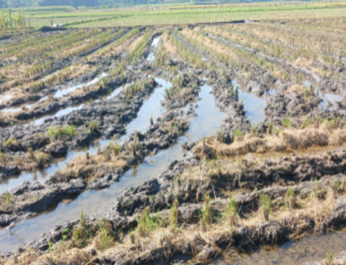 El Gobierno de Sánchez deja a los agricultores y ganaderos de la provincia de Cáceres sin ayudas por el temporal